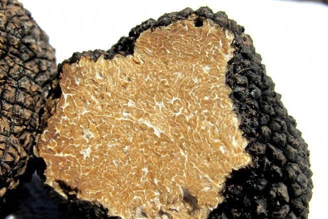 Love for truffles