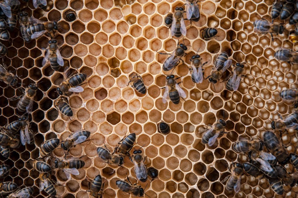 comprar miel ecológica online