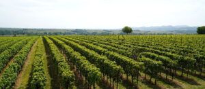 Comprar vinos de Aragón