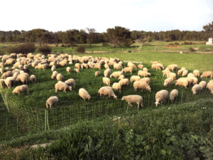 lamb pasture ecological