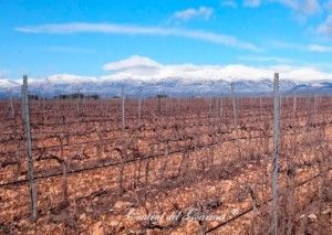 idrias vineyards ecological somontano