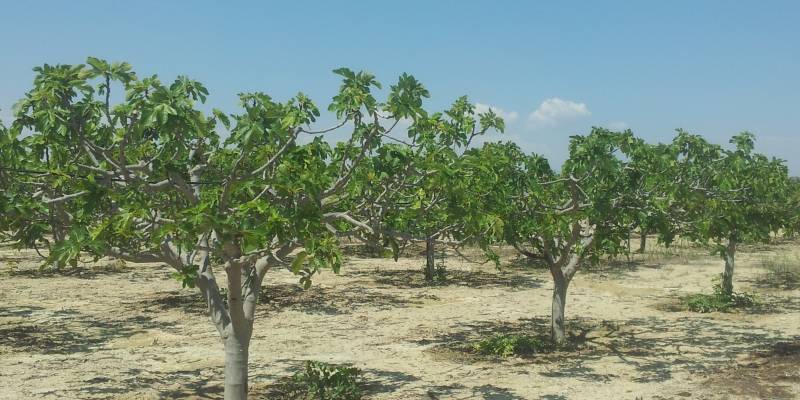 Los Majos-figs