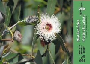 honey organic flowers and eucalyptus