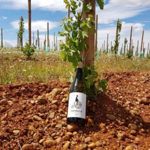SAPIENTIA Verdejo ecological 2018 WHEEL vineyards