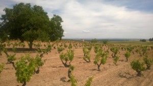 Vineyards of Bodegas Asenjo & Manso